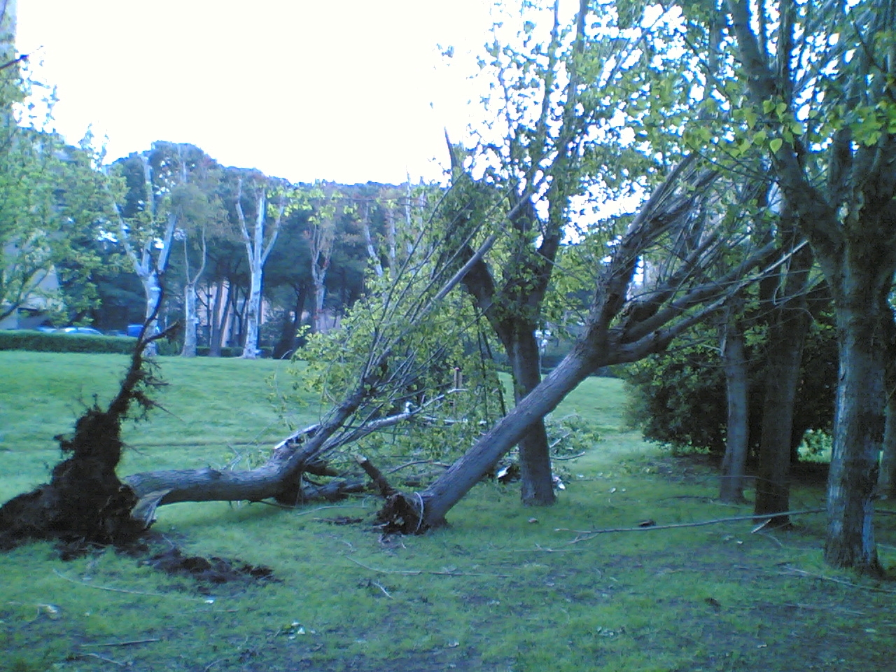 albero_che_cade