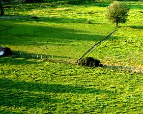 Confcooperative-Fedagri FVG: "Serve la sospensione delle rate dei mutui contratti dalle imprese agricole"