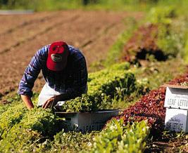 Regione Sardegna: Mutui agevolati per i giovani agricoltori